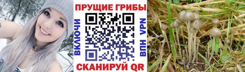 Галлюциногенные грибы Cubensis  Бирюсинск 